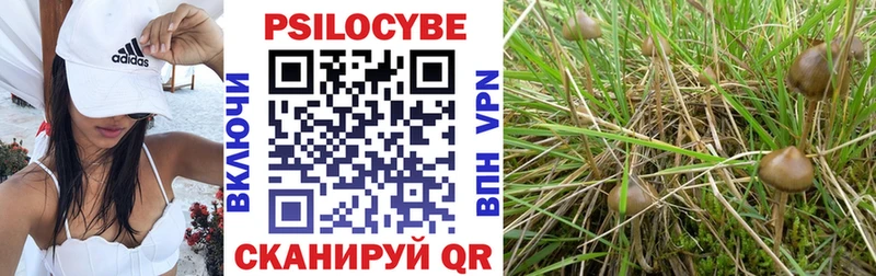 Псилоцибиновые грибы Psilocybe  купить  сайты  Судак 